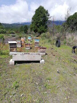 apiario en el bosque