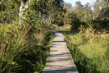 Fototapeta premium Heidelandschaft NSG Struffelt