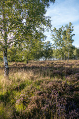 Heidelandschaft NSG Struffelt