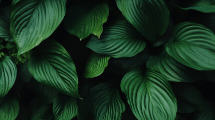 Fototapeta na wymiar Arrière-plan de grandes feuilles tropicales vertes. Nature, beauté, végétation, plantes. Pour conception et création graphique.