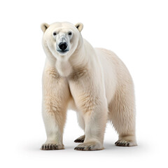 Fototapeta premium bear animal on a white background