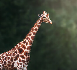 Rothschilds Giraffe (giraffa camelopardalis rothschildi)