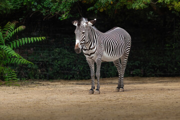 Fototapeta na wymiar Beautiful Grevys Zebra (equus grevyi)