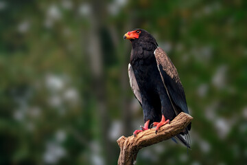 Bateleur Eagle (terathopius ecaudatus) - Bird of Prey
