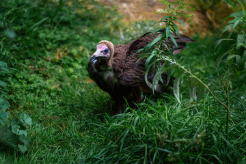 Hooded Vulture on the ground (necrosyrtes monachus)