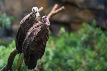 Hooded Vulture Couple (necrosyrtes monachus)