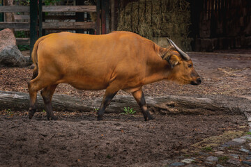 Forest Buffalo (syncerus caffer nanus)