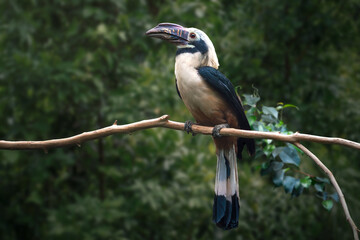Visayan Hornbill Bird (penelopides panini)