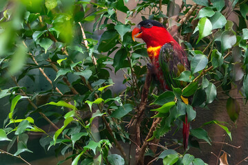 Purple-Naped Lory Parrot (lorius domicella)