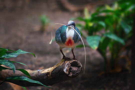 Luzon Bleeding-Heart Pigeon (gallicolumba luzonica)