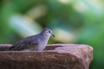 Picui Ground Dove (Columbina picui)