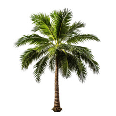 A Serene Palm Tree Standing Tall Against a Pure White Background