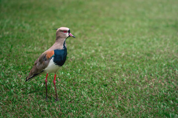 Southern Lapwing bird (Vanellus chilensis)