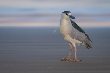 Black-crowned Night Heron on a beach (Nycticorax nycticorax)