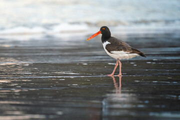 American Oystercatcher on a beach (Haematopus palliatus)