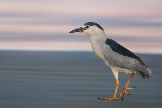 Black-crowned Night Heron on a beach (Nycticorax nycticorax)