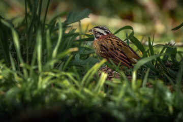 Rufous-collared Sparrow on the grass (Zonotrichia capensis)