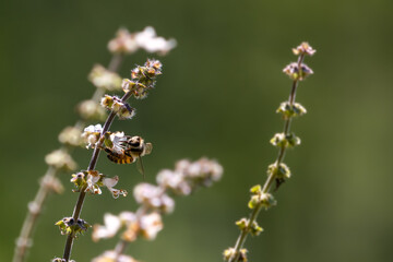 Honey Bee on a Flower