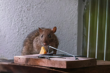 Brown Rat near a mousetrap