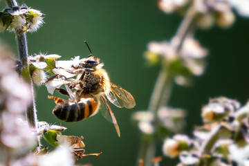East African Lowland Honey Bee (Apis mellifera scutellata)