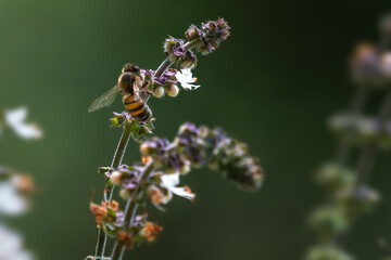 Honey Bee on a Flower