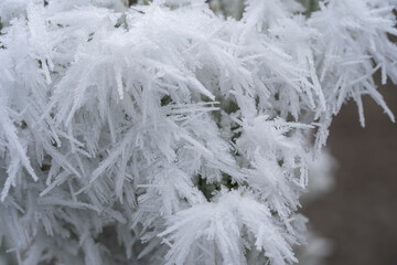 Frozen Canopy: Forest Tree Branches Dressed in First Frost, Transforming Nature into Winter's Elegance.