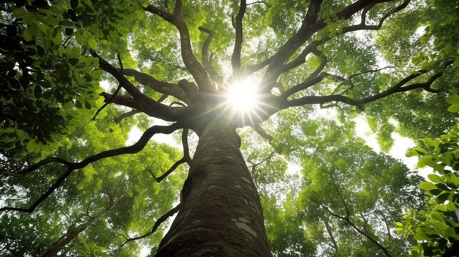 Fototapeta Gros plan, zoom sur le tronc d'un arbre. Petits branchages et feuilles. Bois, nature, forêt. Fond pour conception et création graphique.