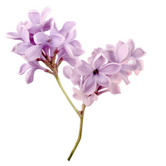 An Isolated Lilac Flower on a Transparent background