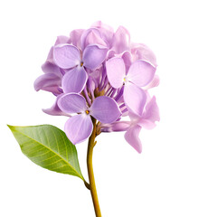 Obraz premium An Isolated Lilac Flower on a Transparent background