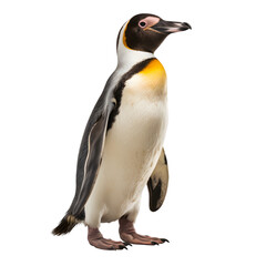 An Isolated Penguin on a Transparent background