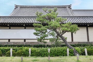 Crooked Cedar tree in front of a Zen temple, Kyoto, Japan.
Bent tree that graciously decorates an outside garden.
