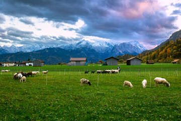 Fields with sheep in Farchant against Zugspitze during sunset in Bavaria, Germany