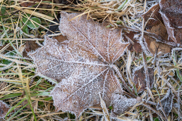 Nature's Elegance: Close-Up View of Frost-Covered Tree Dry Brown Leaves on Ground, Winter Tranquility.