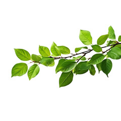 Fototapeta na wymiar green leaves isolated on white png background
