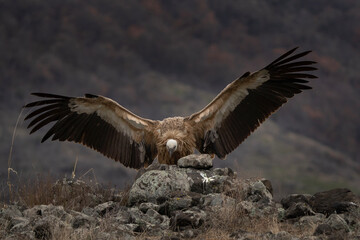 Eurasian griffon vulture in Rhodope mountains. Vultures in Bulgaria mountains range. Big brown bird with long white neck who eat carcass. - Powered by Adobe