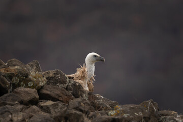 Eurasian griffon vulture in Rhodope mountains. Vultures in Bulgaria mountains range. Big brown bird with long white neck who eat carcass.
