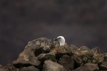 Eurasian griffon vulture in Rhodope mountains. Vultures in Bulgaria mountains range. Big brown bird with long white neck who eat carcass.