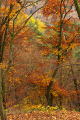 Colorful autumn Landscape in the Central Bohemian Region of the Czech Republic, Kokorin