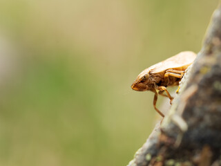 Cicada lateralis