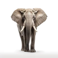 Foto op Aluminium elephant animal on a white background © shobakhul