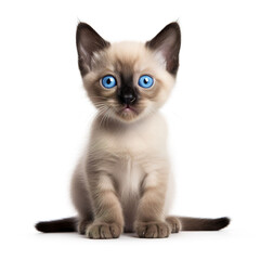 Obraz premium cat animal on a white background