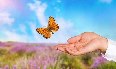 flying butterfly in human hands on natural background.