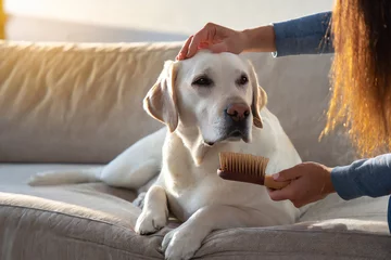 Fotobehang spazzolare il cane pelo lungo spazzola animale domestico  © franzdell