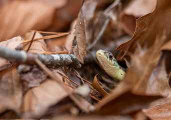 Macro image of an eastern garter snake from Massachusetts during autumn basking just outside its...