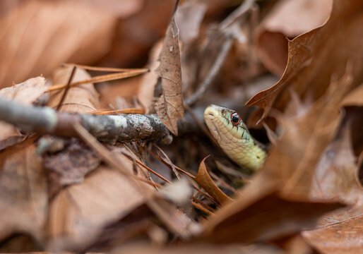 Macro image of an eastern garter snake from Massachusetts during autumn basking just outside its overwintering den 
