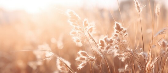 Obraz premium pampas grass in a field in the sun. banner