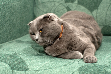 Portrait of British Shorthair cat	