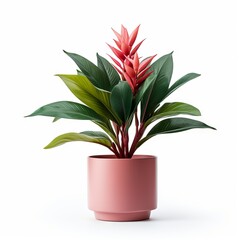 vibrant potted indoor plant isolated on white background