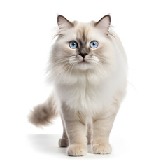 Obraz premium Birman, Himalayan, Ragdoll Cat Kitten Isolated on White Background - Generative AI