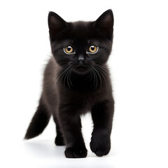 Black Cat Kitten Isolated on White Background - Generative AI